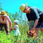 Agricultura familiar terá juros mais baixos para produzir alimentos